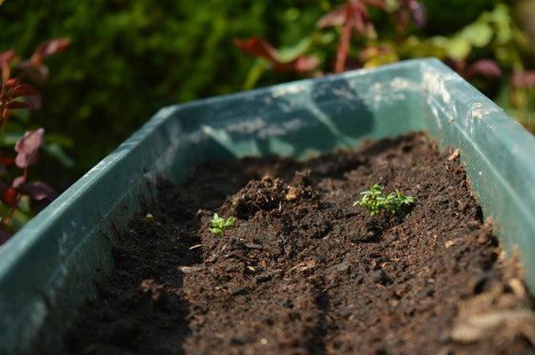 Best Containers for Indoor Living Soil: Expert Advice