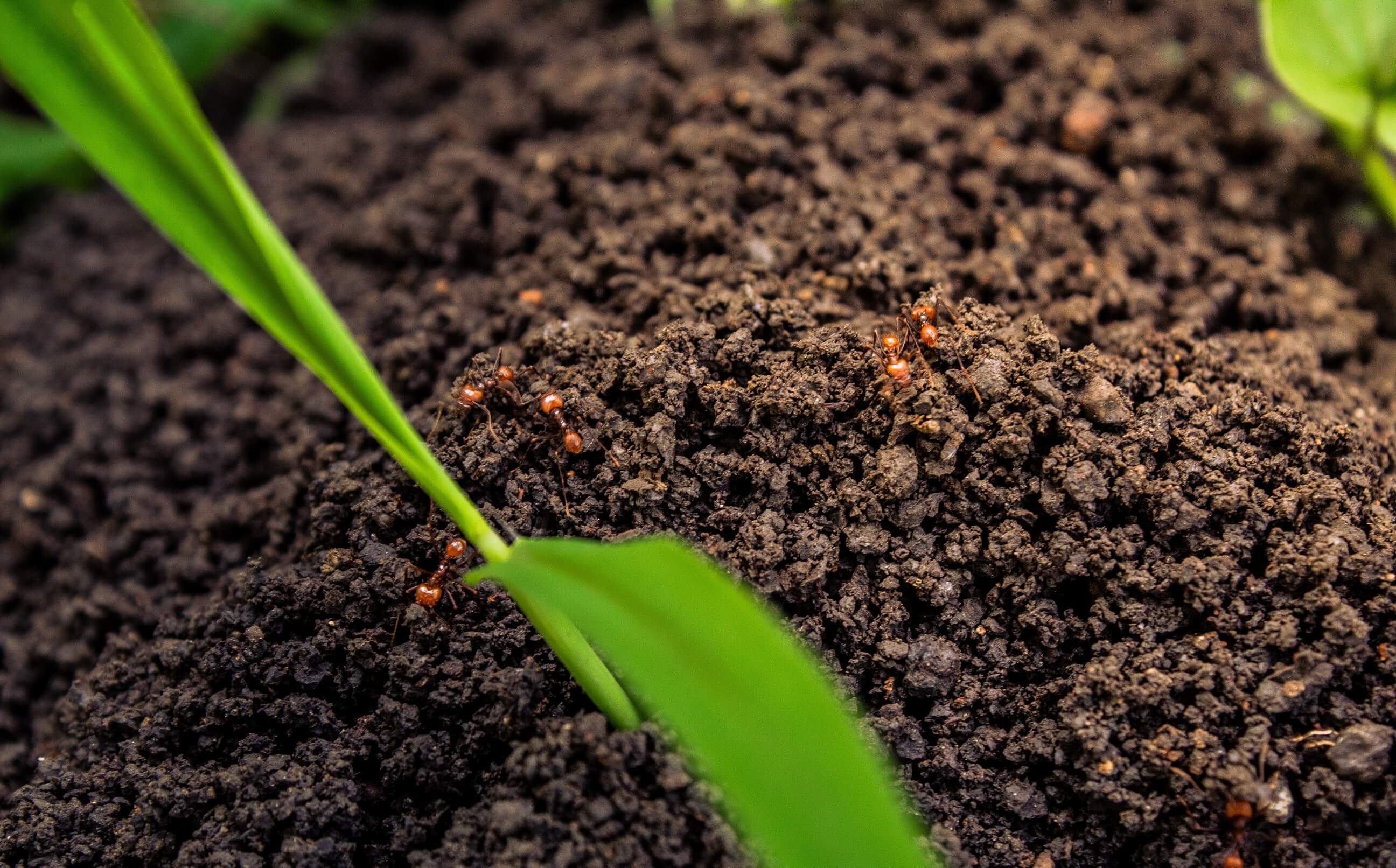 Organic/Natural: The Best for Flowering Plant Full Term Growth