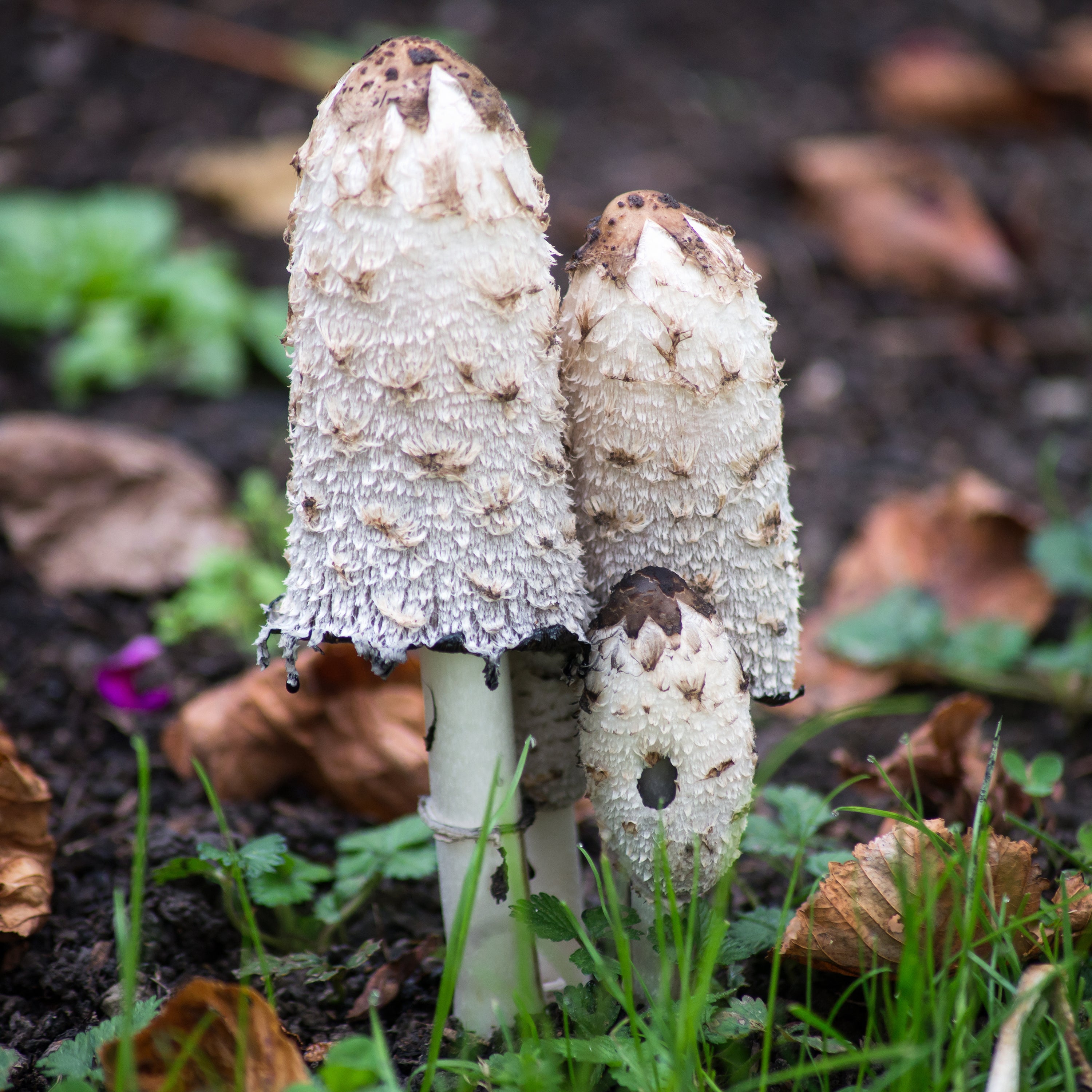 The Living Soil: Fungi
