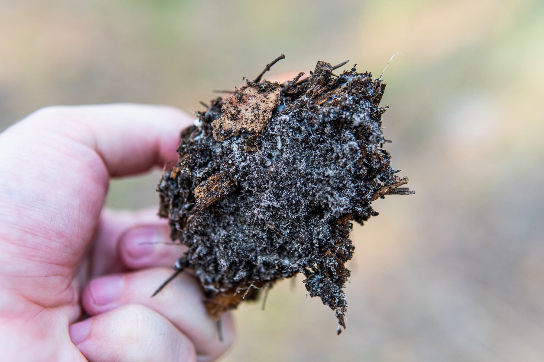Mycorrhizal Fungi: How to Get Best Results for Your Plants